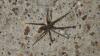 Eratigena atrica